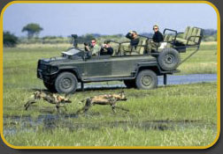 Find Wild Dog on Safari